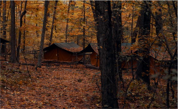 forest with vibrant autumn leaves